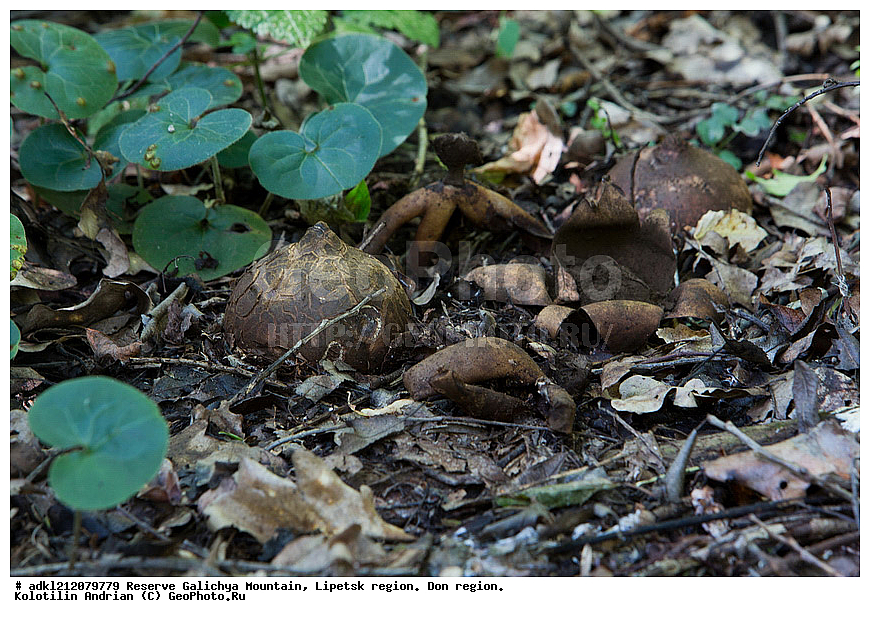  ����������, ������� ����, �������� �������, �������� �������, ���������, �����, ���, ��������, Eastrum melanocephalus, ����
