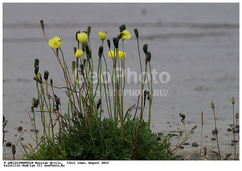 ������,�����, ������, 2012, ��������, ���������, �������, ��������, ��������, ����������, �����, ���, ������� �������������� ��������, ����������, ��������, �����, �����, ���������, ��������-��������� ����, ������, ����, ����� ����