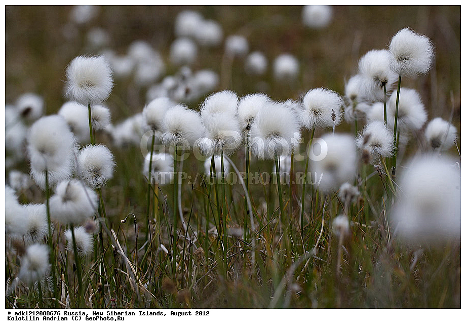 ������, �������������, �������, ������, 2012, ��������, ���������, �������, ��������, ��������, ����������, �����, ���, ������� �������������� ��������, ����������, ��������, �����, �����, ���������, ��������-��������� ����, ��������� �������, ��������, �����, ����������� �����, ������, ��������� �����, �������, ������, �������, ������� �������