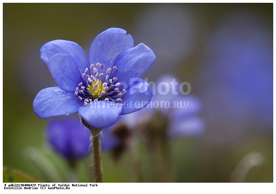 ��������, ��������, �����, ���������� ������������ ����, ������������ �������, ������ ��������, �����, ���������� ��������, ������������ ��������, ������������ ��������, ������, �����, XYZ, ���������, Ranunculaceae, ����������� �����������, ����������� ������������, ����������� �����������, ����������� ������������, ��������� �����������, Hepatica nobilis, Anemone hepatica