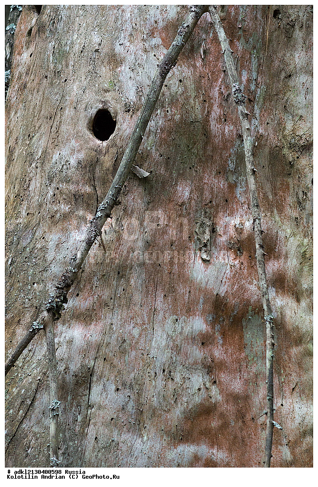 �������, ���������� ������������ ����, ������������ �������, ����� 2013