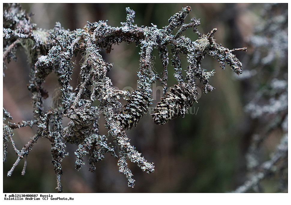 �������, ���������� ������������ ����, ������������ �������, ����� 2013