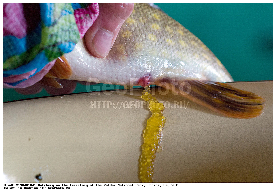 ����, ������������� �����, ������, ������������ ����, �����, ��� 2013