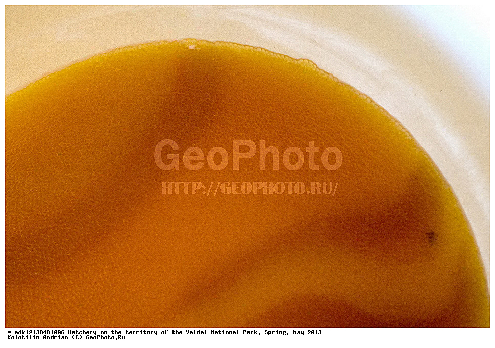 ����, ������������� �����, ������, ������������ ����, �����, ��� 2013