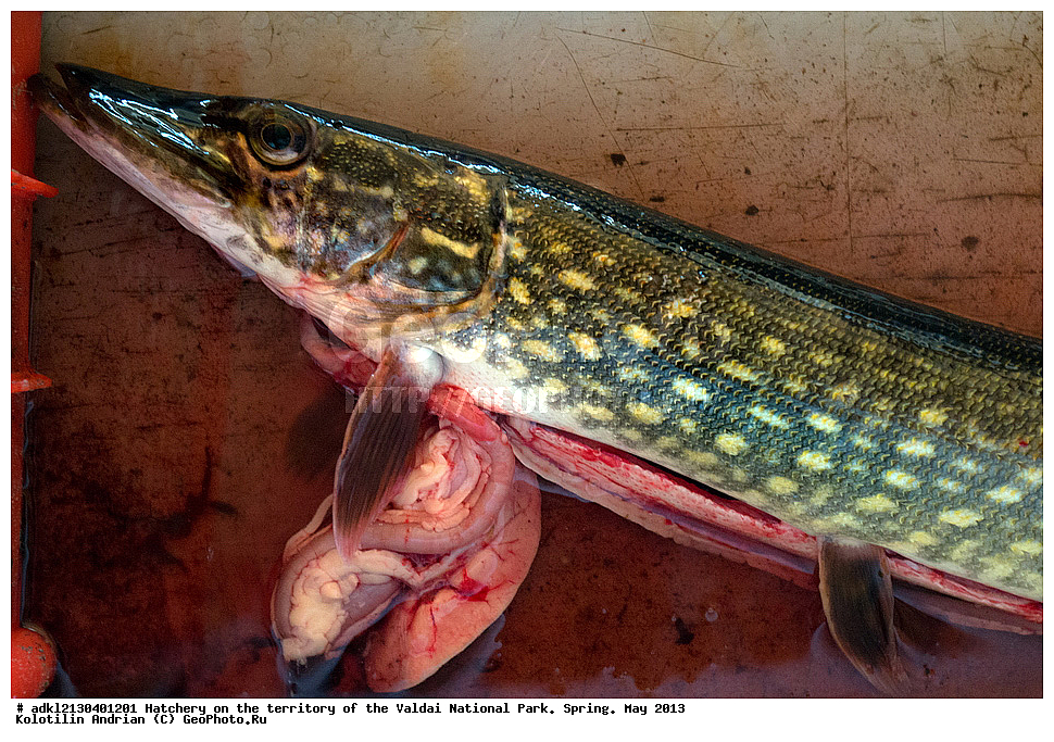 ����, ������������� �����, ������, ������������ ����, �����, ��� 2013