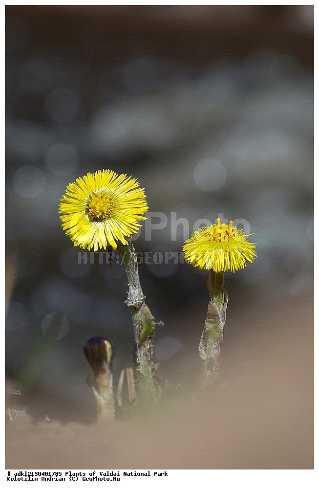 ��������, ��������, �����, ���������� ������������ ����, ������������ �������, ��������, �����, ������ ��������, ���������� ��������, ������������ ��������, ������������ ��������, ������, �����, XYZ, ��������, �������������, Asteraceae, Compositae, ����-�-������ ������������, Tussilago farfara