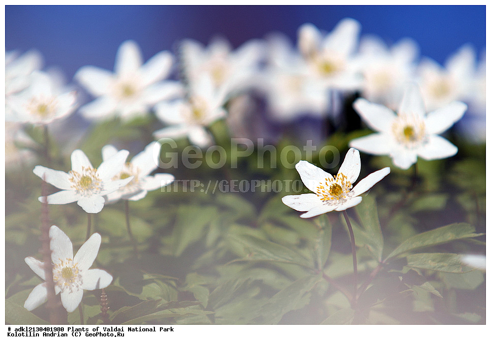 ��������, ��������, �����, ���������� ������������ ����, ������������ �������, ������ ��������, �����, ���������� ��������, ������������ ��������, ������������ ��������, ������, �����, XYZ, ���������, Ranunculaceae, ��������� ���������, ������� ���������, Anemone nemorosa, ������ ��������, �����, ���������� ��������, ������������ ��������, ������������ ��������, ������, �����, XYZ, ���������, Ranunculaceae, ��������� ���������, ������� ���������, Anemone nemorosa, ���������� ���������, ������� ���������, ����������� ���������, ���������� ���������, Anemonoides nemorosa