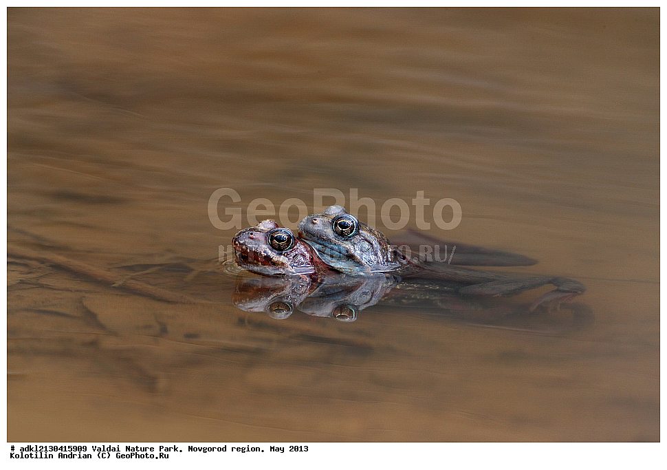  ����������, ������, ��������� ����, ������������ �������, �����, ������� ����,  ���, 2013 , �����������, �������