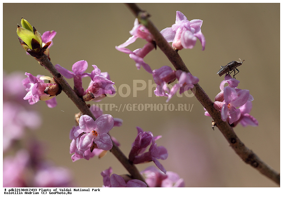 ��������, ��������, �����, ���������� ������������ ����, ������������ �������, ������ ��������, �����, ���������� ��������, ������������ ��������, ������������ ��������, ������, �����, XYZ, �����������, ����������������, Thymelaeaceae, ������������ ������������, ������������ �����������, ������� ������������, ������ ����, ������ �����, ��������, Daphne mezereum