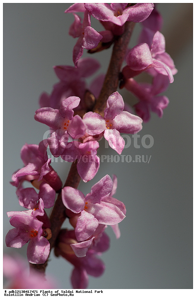 ��������, ��������, �����, ���������� ������������ ����, ������������ �������, ������ ��������, �����, ���������� ��������, ������������ ��������, ������������ ��������, ������, �����, XYZ, �����������, ����������������, Thymelaeaceae, ������������ ������������, ������������ �����������, ������� ������������, ������ ����, ������ �����, ��������, Daphne mezereum