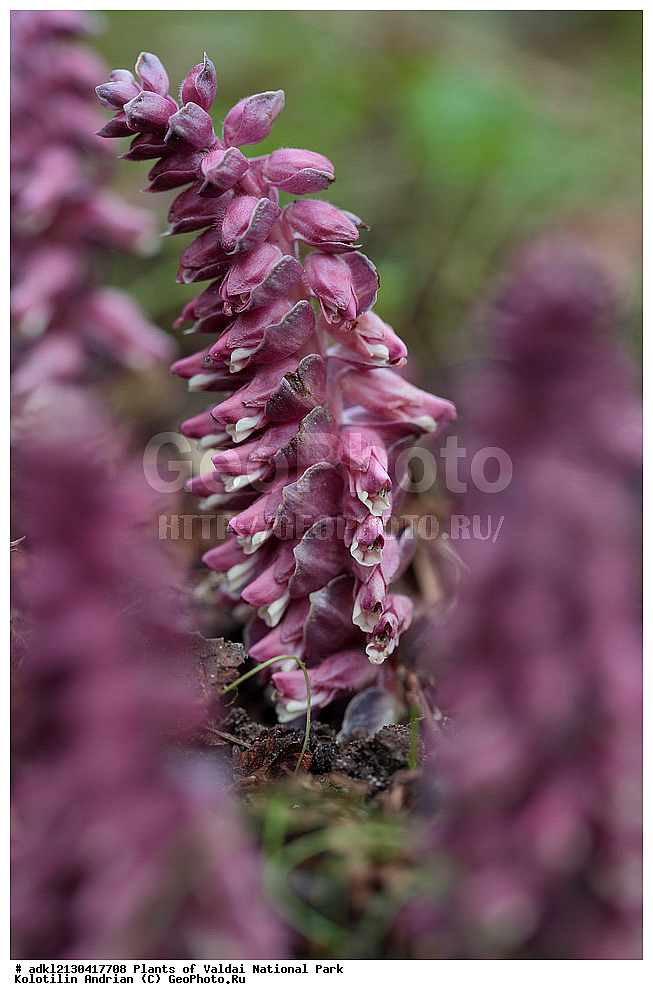 ��������, ��������, �����, ���������� ������������ ����, ������������ �������, ������ ��������, �����, ���������� ��������, ������������ ��������, ������������ ��������, ������, �����, XYZ, ������������, �����������, Scrophulariaceae, Orobanchaceae, ������ ����� ����������, ���������� ������ �����, ������ ����� ������������, ������������ ������ �����, �������� ��������, Lathraea squamaria