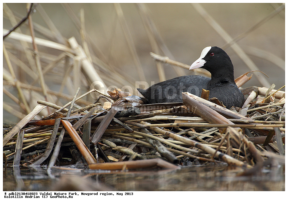 ����������, ������, ��������� ����, ������������ �������, �����, ������� ����,  ���, 2013, �����, , �����, XYZ, �����������, Rallidae, �����, ������