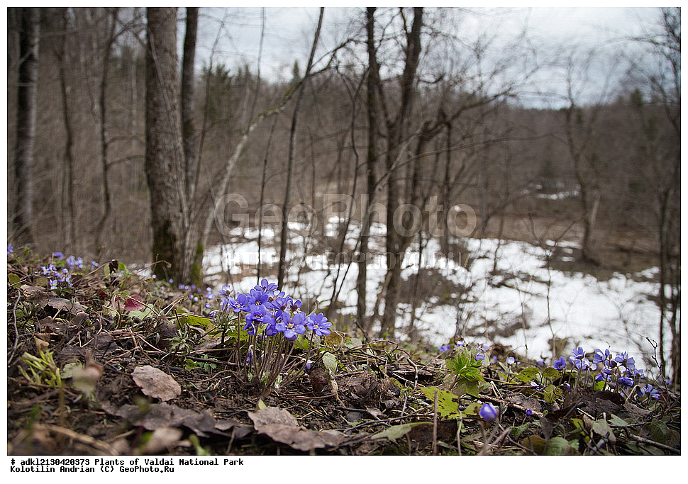 ��������, ��������, �����, ���������� ������������ ����, ������������ �������, ������ ��������, �����, ���������� ��������, ������������ ��������, ������������ ��������, ������, �����, XYZ, ���������, Ranunculaceae, ����������� �����������, ����������� ������������, ����������� �����������, ����������� ������������, ��������� �����������, Hepatica nobilis, Anemone hepatica