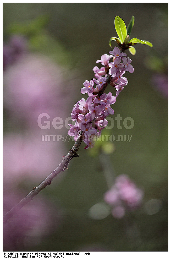 ��������, ��������, �����, ���������� ������������ ����, ������������ �������, ������ ��������, �����, ���������� ��������, ������������ ��������, ������������ ��������, ������, �����, XYZ, �����������, ����������������, Thymelaeaceae, ������������ ������������, ������������ �����������, ������� ������������, ������ ����, ������ �����, ��������, Daphne mezereum