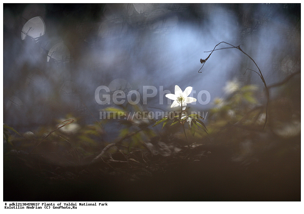 ��������, ��������, �����, ���������� ������������ ����, ������������ �������, ������ ��������, �����, ���������� ��������, ������������ ��������, ������������ ��������, ������, �����, XYZ, ���������, Ranunculaceae, ��������� ���������, ������� ���������, Anemone nemorosa, ������ ��������, �����, ���������� ��������, ������������ ��������, ������������ ��������, ������, �����, XYZ, ���������, Ranunculaceae, ��������� ���������, ������� ���������, Anemone nemorosa, ���������� ���������, ������� ���������, ����������� ���������, ���������� ���������, Anemonoides nemorosa