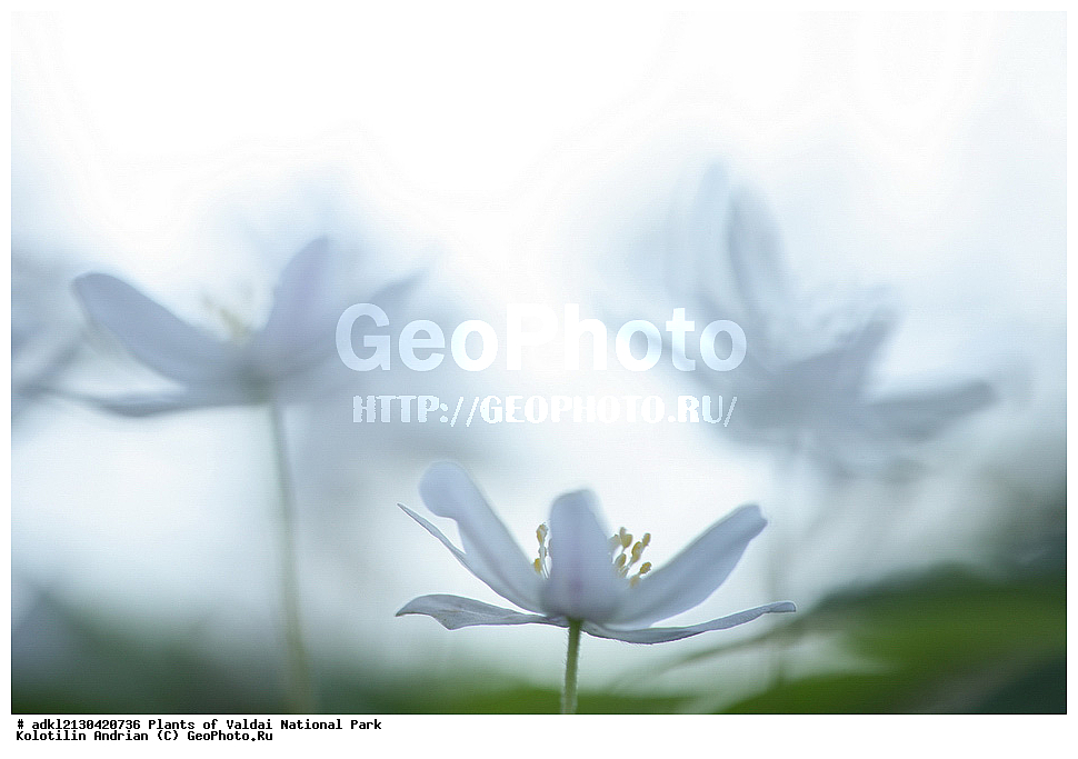 ��������, ��������, �����, ���������� ������������ ����, ������������ �������, ������ ��������, �����, ���������� ��������, ������������ ��������, ������������ ��������, ������, �����, XYZ, ���������, Ranunculaceae, ��������� ���������, ������� ���������, Anemone nemorosa, ������ ��������, �����, ���������� ��������, ������������ ��������, ������������ ��������, ������, �����, XYZ, ���������, Ranunculaceae, ��������� ���������, ������� ���������, Anemone nemorosa, ���������� ���������, ������� ���������, ����������� ���������, ���������� ���������, Anemonoides nemorosa