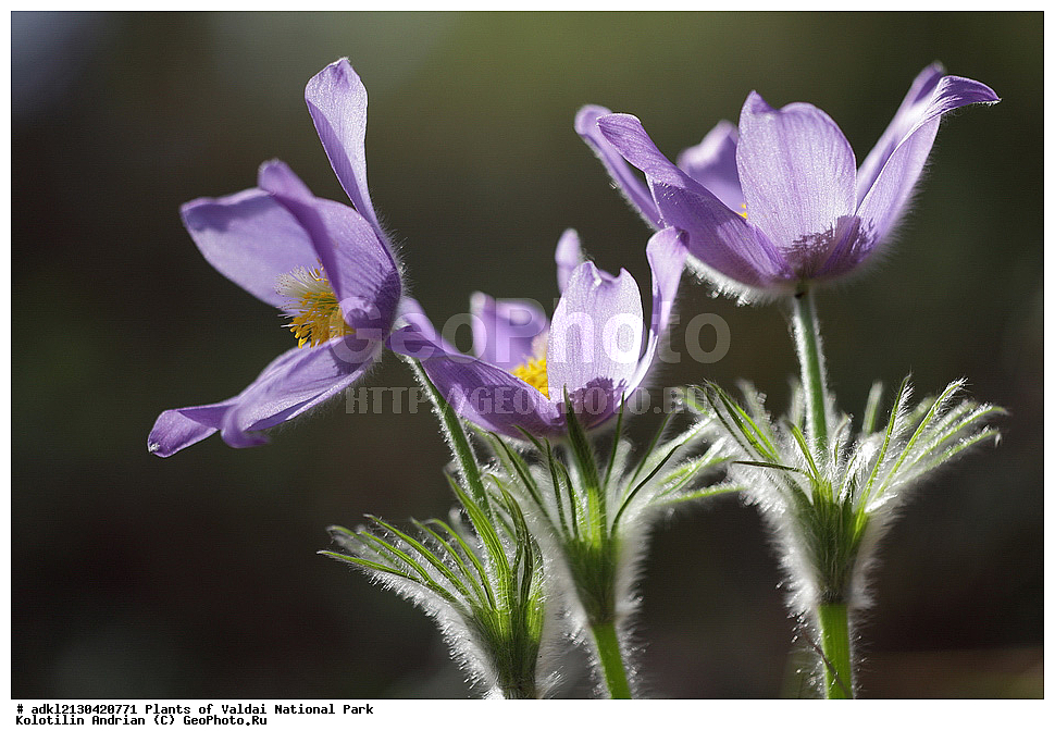 ��������, ��������, �����, ���������� ������������ ����, ������������ �������, ������ ��������, �����, ���������� ��������, ������������ ��������, ������������ ��������, ������, �����, XYZ, ���������, Ranunculaceae, �������� ���������, �������� ��������, �������� �������������, �������� �������������, ���-�����, Pulsatilla patens, Pulsatilla kioviensis, Pulsatilla latifolia, Pulsatilla ovczinnikovii, ������ ��������, �����, ���������� ��������, ������������ ��������, ������������ ��������, ������, �����, XYZ, ���������, Ranunculaceae, �������� ���������, �������� ��������, �������� �������������, �������� �������������, ���-�����, Pulsatilla patens, Pulsatilla kioviensis, Pulsatilla latifolia, Pulsatilla ovczinnikovii, �����, ���, ��������