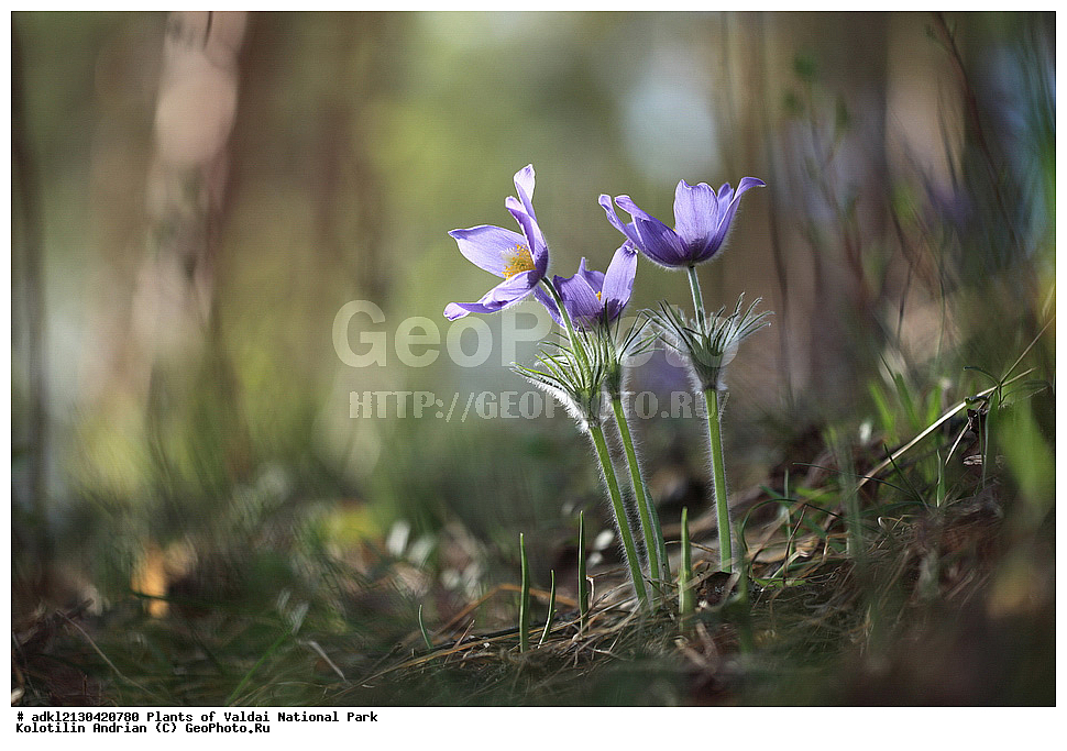 ��������, ��������, �����, ���������� ������������ ����, ������������ �������, ������ ��������, �����, ���������� ��������, ������������ ��������, ������������ ��������, ������, �����, XYZ, ���������, Ranunculaceae, �������� ���������, �������� ��������, �������� �������������, �������� �������������, ���-�����, Pulsatilla patens, Pulsatilla kioviensis, Pulsatilla latifolia, Pulsatilla ovczinnikovii, ������ ��������, �����, ���������� ��������, ������������ ��������, ������������ ��������, ������, �����, XYZ, ���������, Ranunculaceae, �������� ���������, �������� ��������, �������� �������������, �������� �������������, ���-�����, Pulsatilla patens, Pulsatilla kioviensis, Pulsatilla latifolia, Pulsatilla ovczinnikovii, �����, ���, ��������