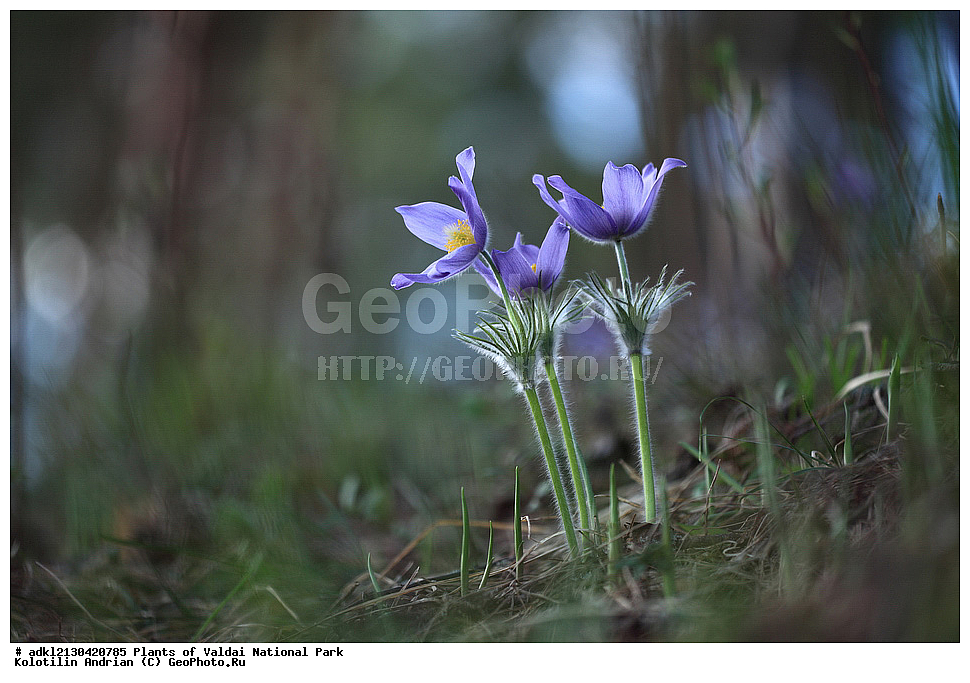 ��������, ��������, �����, ���������� ������������ ����, ������������ �������, ������ ��������, �����, ���������� ��������, ������������ ��������, ������������ ��������, ������, �����, XYZ, ���������, Ranunculaceae, �������� ���������, �������� ��������, �������� �������������, �������� �������������, ���-�����, Pulsatilla patens, Pulsatilla kioviensis, Pulsatilla latifolia, Pulsatilla ovczinnikovii, ������ ��������, �����, ���������� ��������, ������������ ��������, ������������ ��������, ������, �����, XYZ, ���������, Ranunculaceae, �������� ���������, �������� ��������, �������� �������������, �������� �������������, ���-�����, Pulsatilla patens, Pulsatilla kioviensis, Pulsatilla latifolia, Pulsatilla ovczinnikovii, �����, ���, ��������