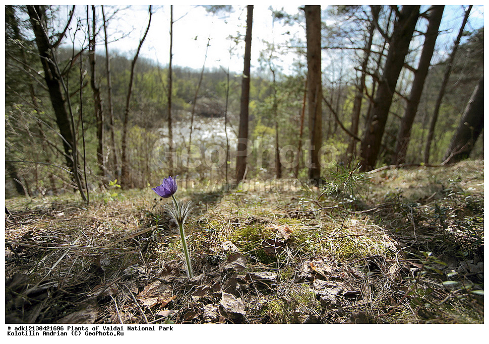 ��������, ��������, �����, ���������� ������������ ����, ������������ �������, ������ ��������, �����, ���������� ��������, ������������ ��������, ������������ ��������, ������, �����, XYZ, ���������, Ranunculaceae, �������� ���������, �������� ��������, �������� �������������, �������� �������������, ���-�����, Pulsatilla patens, Pulsatilla kioviensis, Pulsatilla latifolia, Pulsatilla ovczinnikovii, ������ ��������, �����, ���������� ��������, ������������ ��������, ������������ ��������, ������, �����, XYZ, ���������, Ranunculaceae, �������� ���������, �������� ��������, �������� �������������, �������� �������������, ���-�����, Pulsatilla patens, Pulsatilla kioviensis, Pulsatilla latifolia, Pulsatilla ovczinnikovii, �����, ���, ��������