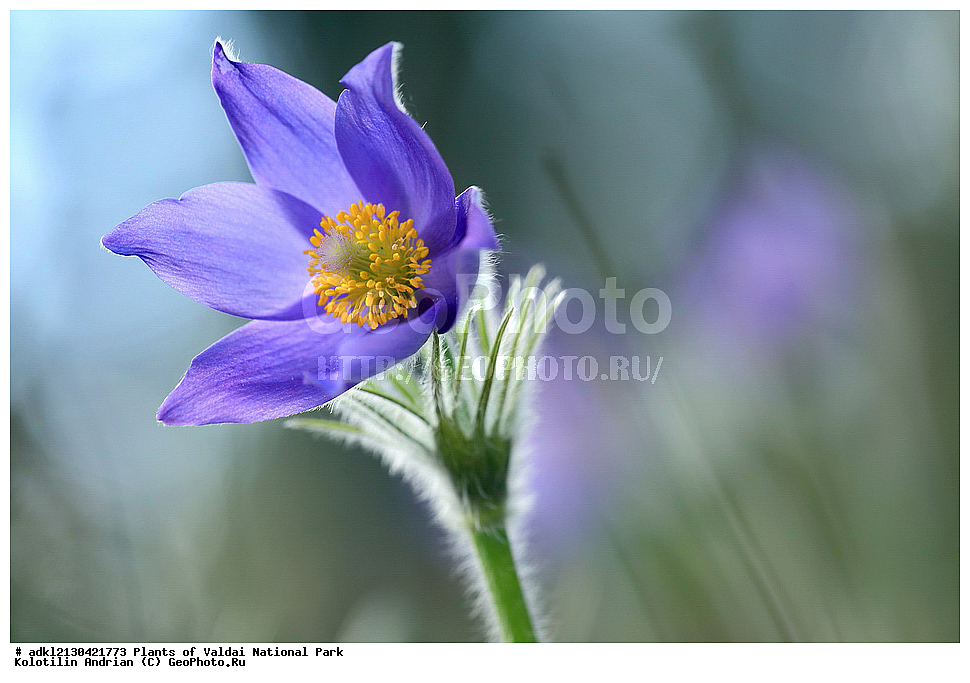 ��������, ��������, �����, ���������� ������������ ����, ������������ �������, ������ ��������, �����, ���������� ��������, ������������ ��������, ������������ ��������, ������, �����, XYZ, ���������, Ranunculaceae, �������� ���������, �������� ��������, �������� �������������, �������� �������������, ���-�����, Pulsatilla patens, Pulsatilla kioviensis, Pulsatilla latifolia, Pulsatilla ovczinnikovii, ������ ��������, �����, ���������� ��������, ������������ ��������, ������������ ��������, ������, �����, XYZ, ���������, Ranunculaceae, �������� ���������, �������� ��������, �������� �������������, �������� �������������, ���-�����, Pulsatilla patens, Pulsatilla kioviensis, Pulsatilla latifolia, Pulsatilla ovczinnikovii, �����, ���, ��������