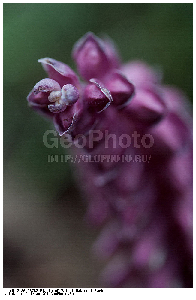 ��������, ��������, �����, ���������� ������������ ����, ������������ �������, ������ ��������, �����, ���������� ��������, ������������ ��������, ������������ ��������, ������, �����, XYZ, ������������, �����������, Scrophulariaceae, Orobanchaceae, ������ ����� ����������, ���������� ������ �����, ������ ����� ������������, ������������ ������ �����, �������� ��������, Lathraea squamaria