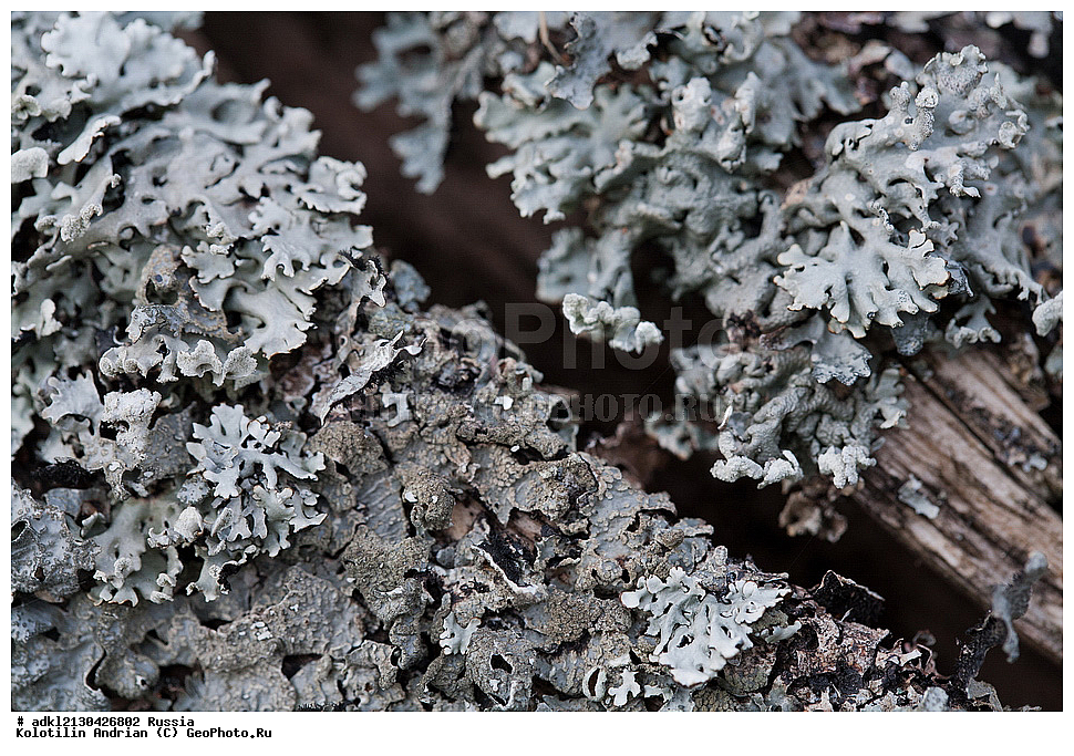 �������, ���������� ������������ ����, ������������ �������, ����� 2013