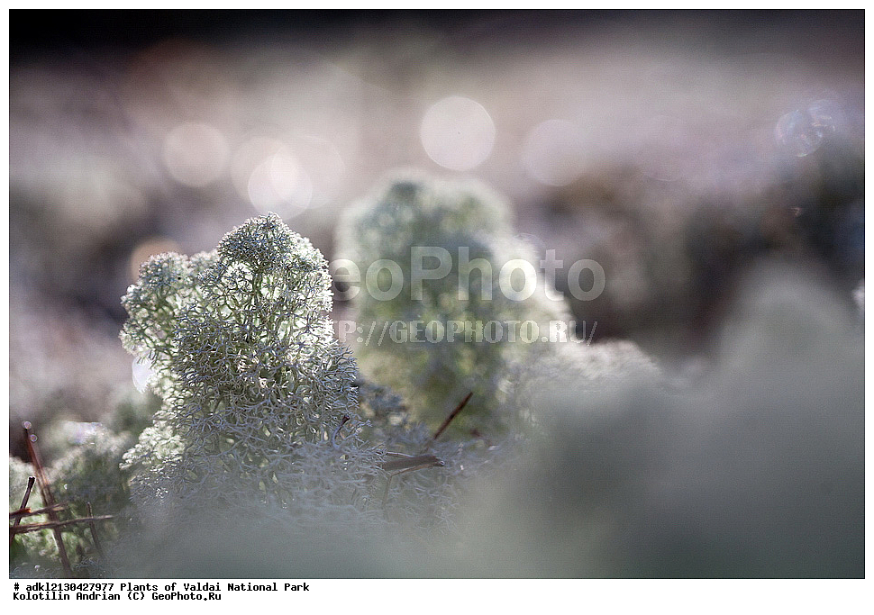 ��������, ��������, �����, ���������� ������������ ����, ������������ �������