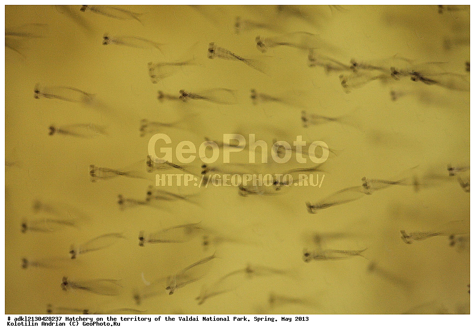 ����, ������������� �����, ������, ������������ ����, �����, ��� 2013