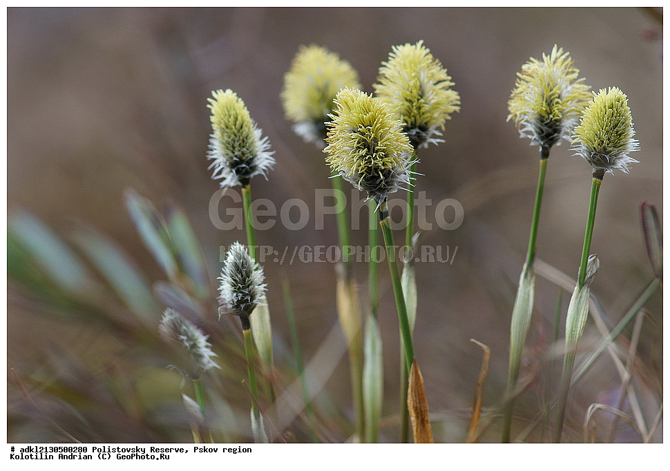 ������������ ����������, ����������, ��������� �������, ����������, ��������, �����, ����� 2013, ��������, �����, ������ ��������, ���������� ��������, ������������ ��������, ������������ ��������, ������, �����, XYZ, ��������, �������, Cyperaceae, ������ �����������, Eriophorum vaginatum, Eriophorum fauriei, Eriophorum vaginatum ssp. fauriei, Eriophorum vaginatum var. fauriei, Scirpus fauriei, Scirpus fauriei ssp. vaginatus, Eriophorum scabridum