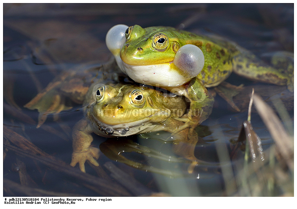 ��������, ��������, �����������, �����������, �������, �������, XYZ, ��������� �������, Ranidae, �������� �������, Pelophylax lessonae, ������������ ����������, ����������, ��������� �������, ����������