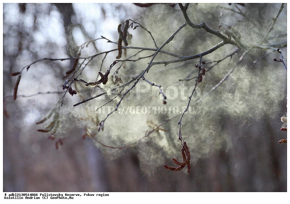 ������������ ����������, ����������, ��������� �������, ����������, ��������, �����
, ����� 2013, ������ ��������, �����, ���������� ��������, ������������ ��������, ������������ ��������, XYZ, ��������, Betulaceae, ����� �����, ����� �����, �����, Alnus incana