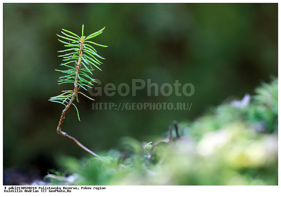 ������������ ����������, ����������, ��������� �������, ����������, ��������, �����
, ����� 2013, ��������, ������ ��������, �����, ���������� ��������, ������������ ��������, ������������ ��������, XYZ, ��������, Pinaceae, ��� �����������