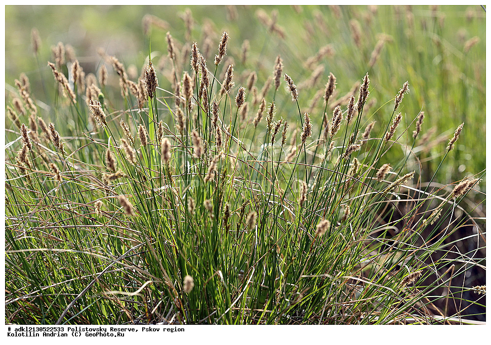 ������������ ����������, ����������, ��������� �������, ����������, ��������, �����
, ����� 2013, ������ ��������, �����, ���������� ��������, ������������ ��������, ������������ ��������, ������, �����, XYZ, ��������, �������, Cyperaceae, ����� �����������, Carex paniculata, Vignea paniculata