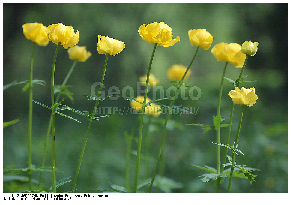 ������������ ����������, ����������, ��������� �������, ����������, ��������, �����
, ����� 2013, ������ ��������, �����, ���������� ��������, ������������ ��������, ������������ ��������, ������, �����, XYZ, ���������, Ranunculaceae, ���������� �����������, ���������� ������������, ����� �����������, Trollius europaeus