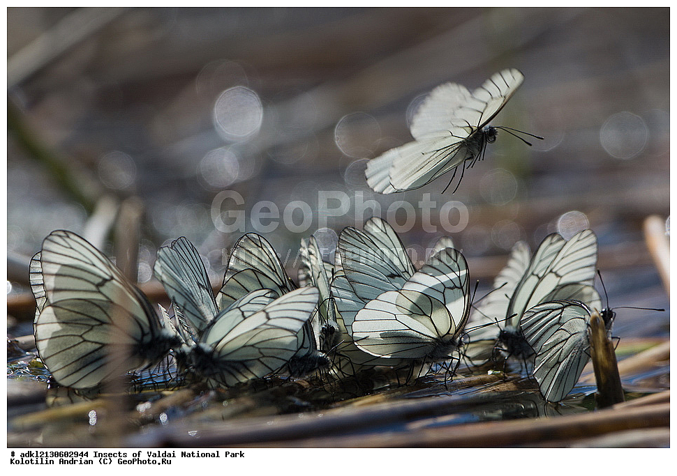 ��������, ��������, ���������, ���������, ���������� ������������ ����, ������������ �������, ����, XYZ, �������, Pieridae, ����������, Aporia crataegi, ��������������, �������������, ��������������