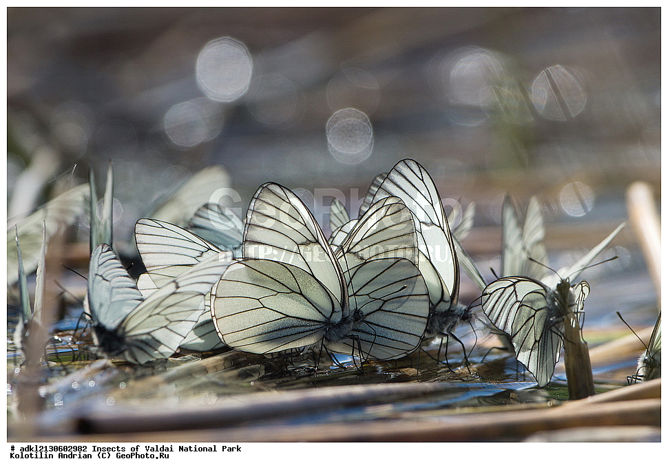 ��������, ��������, ���������, ���������, ���������� ������������ ����, ������������ �������, ����, XYZ, �������, Pieridae, ����������, Aporia crataegi, ��������������, �������������, ��������������