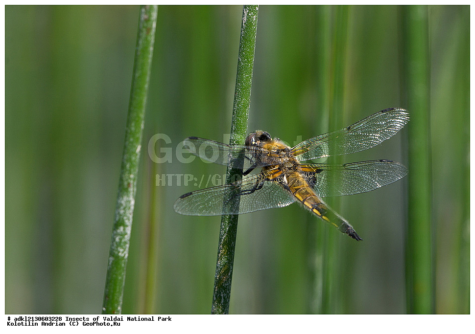 ��������, ��������, ���������, ���������, ���������� ������������ ����, ������������ �������, ����, ��������������, �������������, ��������������