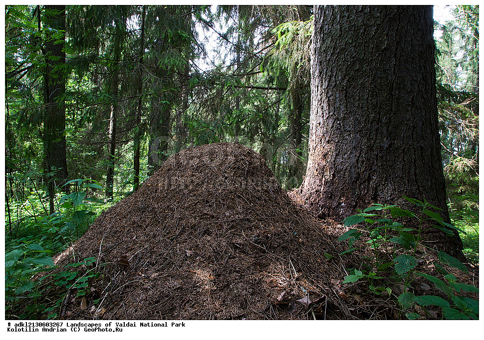 ���������� ������������ ����, ������������ �������, ����, ��������, ������