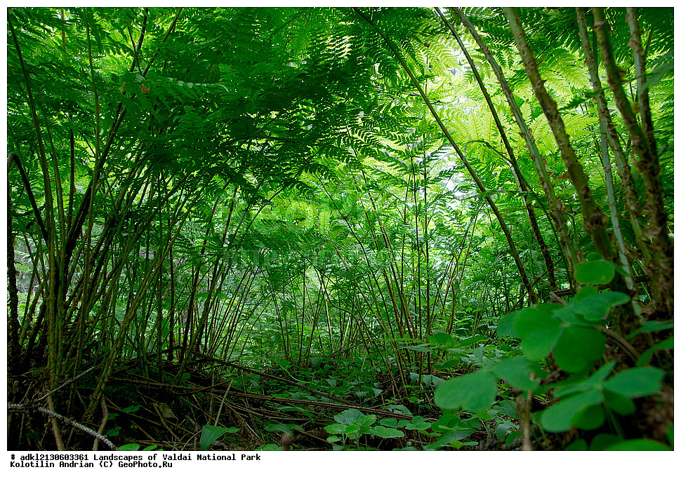 ���������� ������������ ����, ������������ �������, ����, ��������, ������