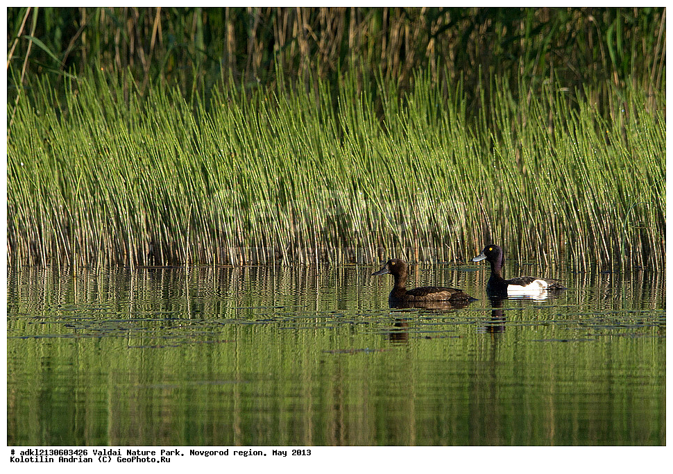 ����������, ������, ��������� ����, ������������ �������, �����, ������� ����,  ���, 2013, �����, �����������������, ������������� �����, XYZ, ������, Anatidae, �������� �������, Aythya fuligula