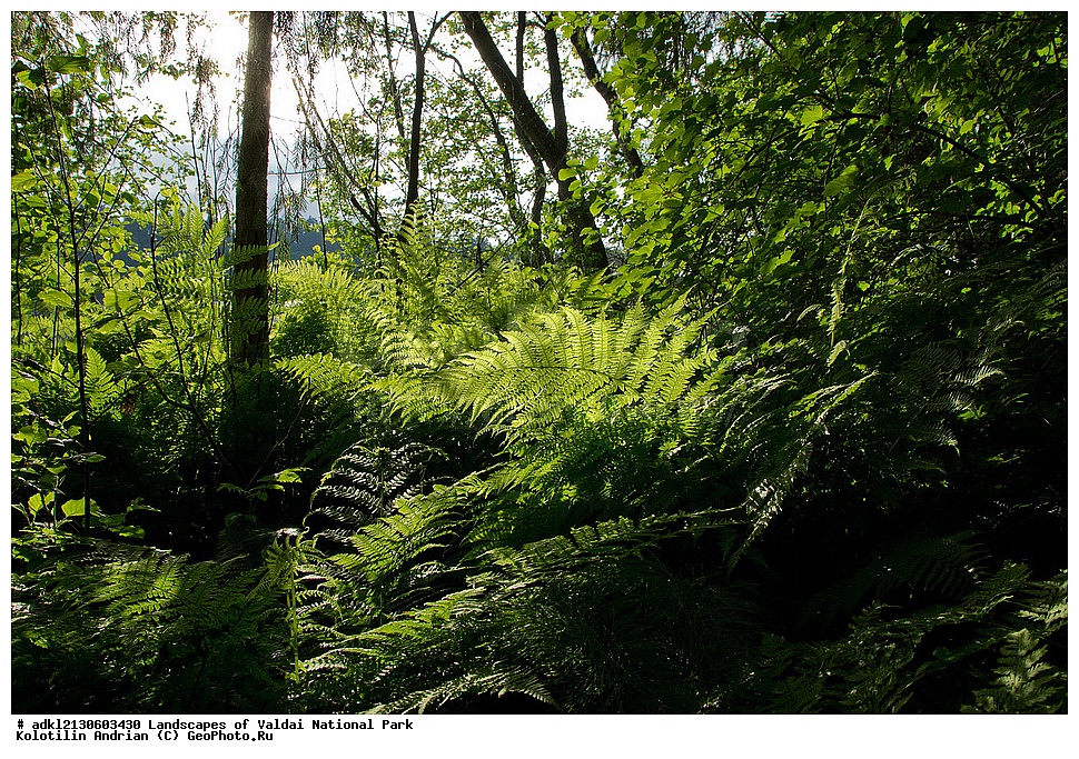 ���������� ������������ ����, ������������ �������, ����, ��������, ������