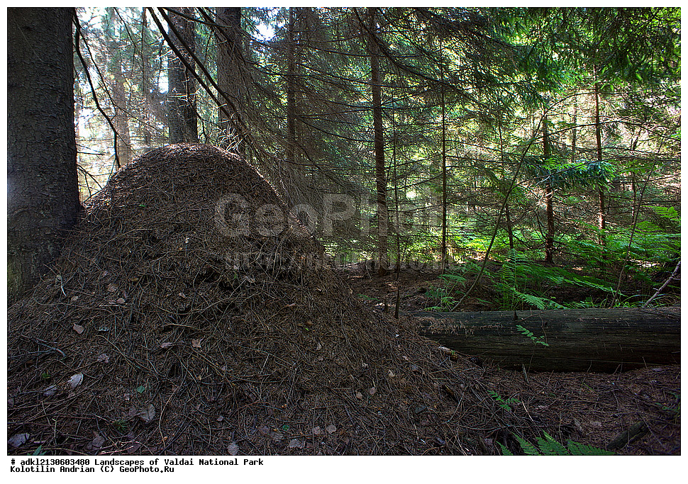 ���������� ������������ ����, ������������ �������, ����, ��������, ������