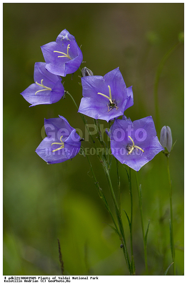 ��������, ��������, �����, ���������� ������������ ����, ������������ �������, ��������, �����, ������ ��������, ���������� ��������, ������������ ��������, ������������ ��������, ������, �����, XYZ, ���������������, Campanulaceae, ����������� ��������������, Campanula persicifolia, Neocodon persicifolius