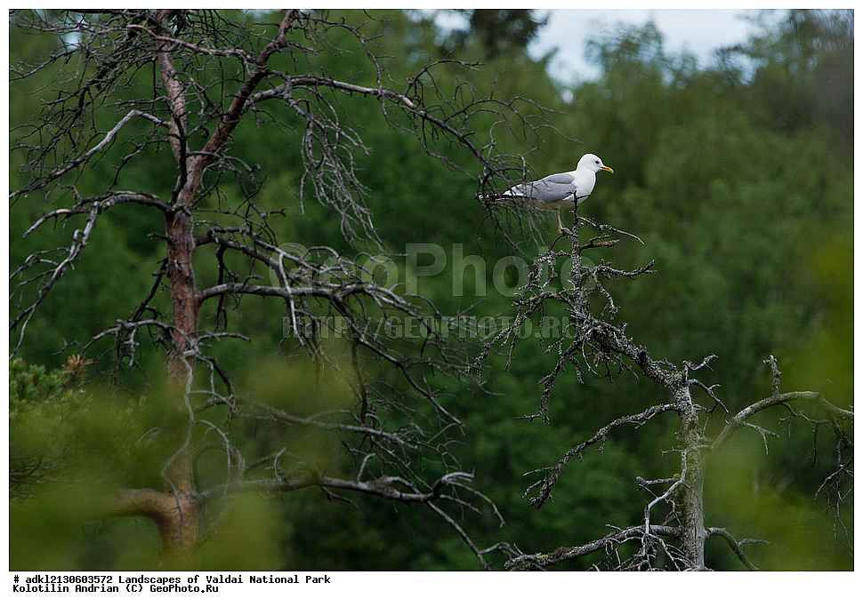 ���������� ������������ ����, ������������ �������, ����, ������ ����������, ������������, ��������, ������, ��������, ��������, �����, �����, ��������, �����������, ������� �����, ������� �����, XYZ, ��������, Laridae, ����� �����, Larus canus