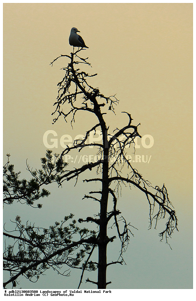 ���������� ������������ ����, ������������ �������, ����, ������ ����������, ������������, ��������, ������, ��������, ��������, �����, �����, ��������, �����������, ������� �����, ������� �����, XYZ, ��������, Laridae, ����� �����, Larus canus