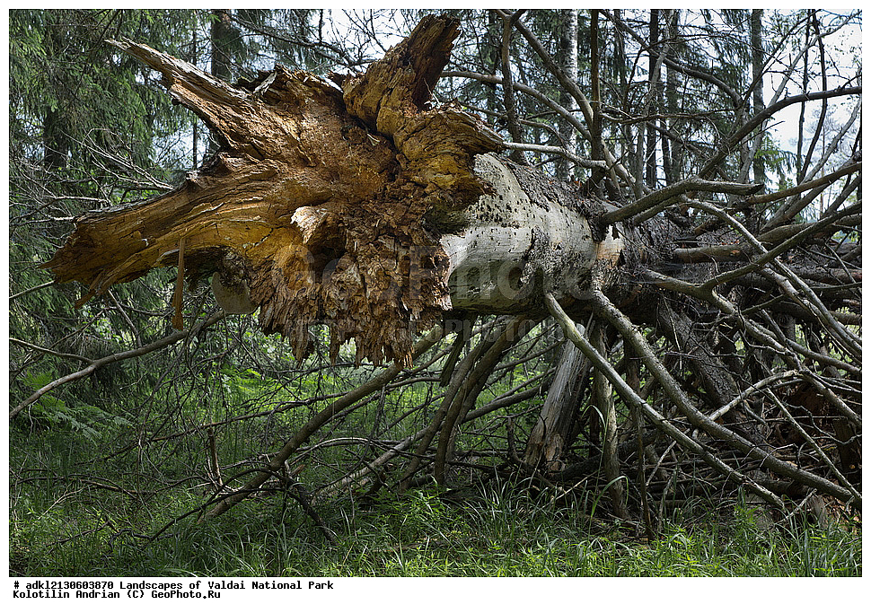 ���������� ������������ ����, ������������ �������, ����, ������ ����������, ������������, ��������, ������