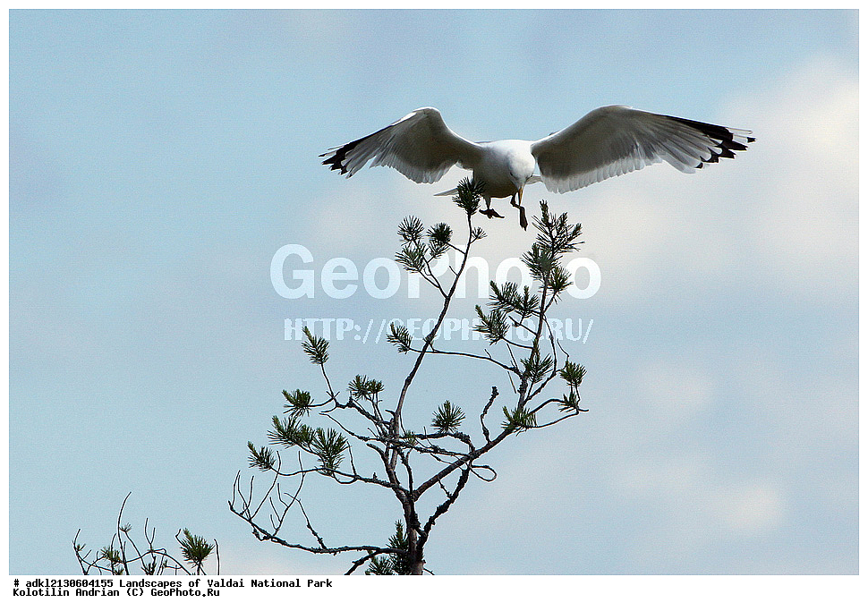 ���������� ������������ ����, ������������ �������, ����, ������ ����������, ������������, ��������, ������, ��������, ��������, �����, �����, ��������, �����������, ������� �����, ������� �����, XYZ, ��������, Laridae, ����� �����, Larus canus