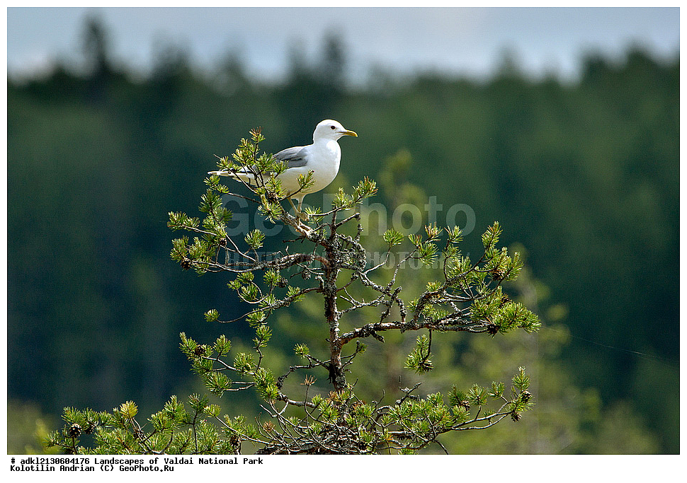 ���������� ������������ ����, ������������ �������, ����, ������ ����������, ������������, ��������, ������, ��������, ��������, �����, �����, ��������, �����������, ������� �����, ������� �����, XYZ, ��������, Laridae, ����� �����, Larus canus