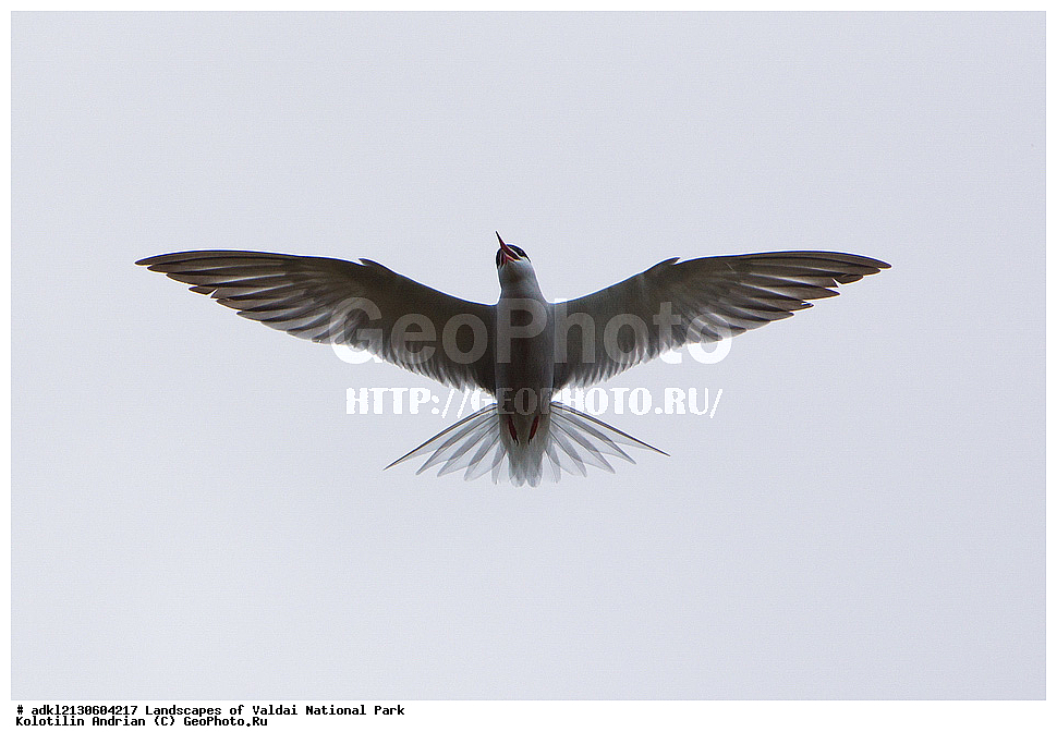 ���������� ������������ ����, ������������ �������, ����, ������ ����������, ������������, ��������, ������, ��������, ��������, �����, �����, ��������, �����������, ������� �����, ������� �����, XYZ, ���������, Sternidae, ������ ������, ������������ ������, Sterna hirundo